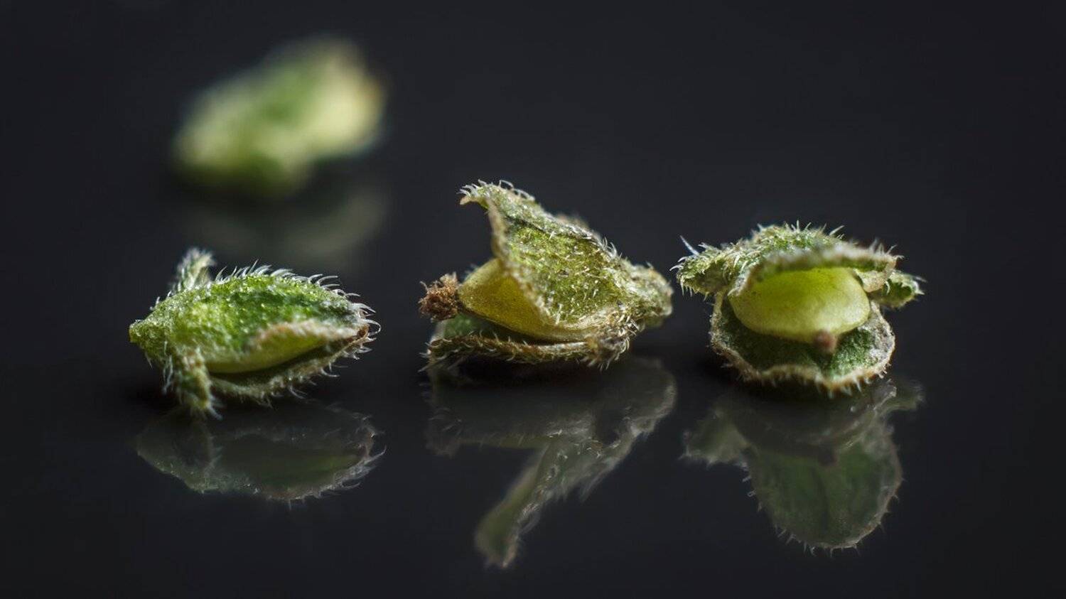 , Николай Андреев