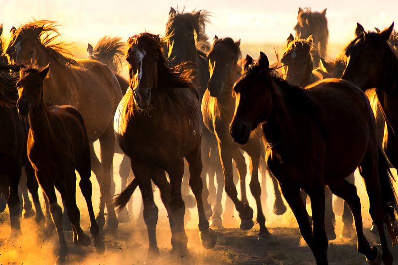 murat фото превью