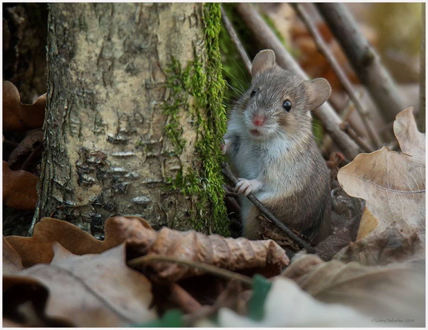 , Валерий Субачев