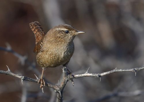 Eurasian wren / Орехче
