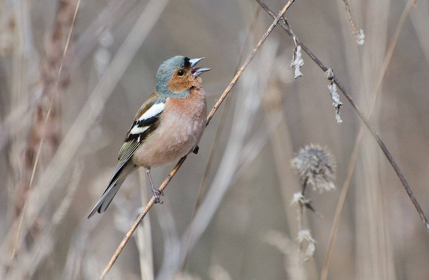 зяблик, самец, птица, Михаил Агеев