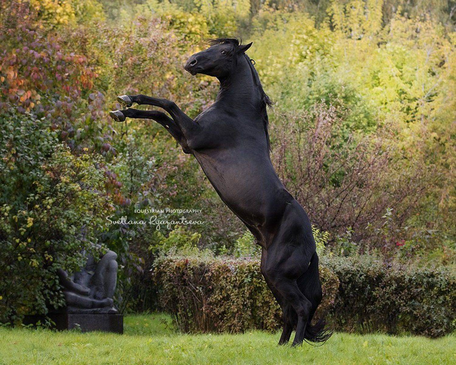 horse, лошадь, лошади, portrait, Svetlana Ryazantseva