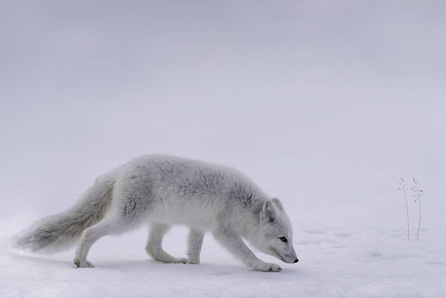 animals, arctic fox, norway, dovre, Sylwia Grabinska