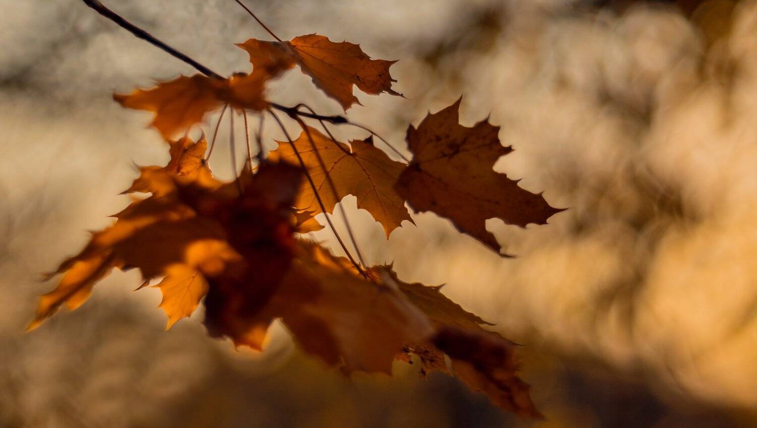 , Sixten ( Сергей )