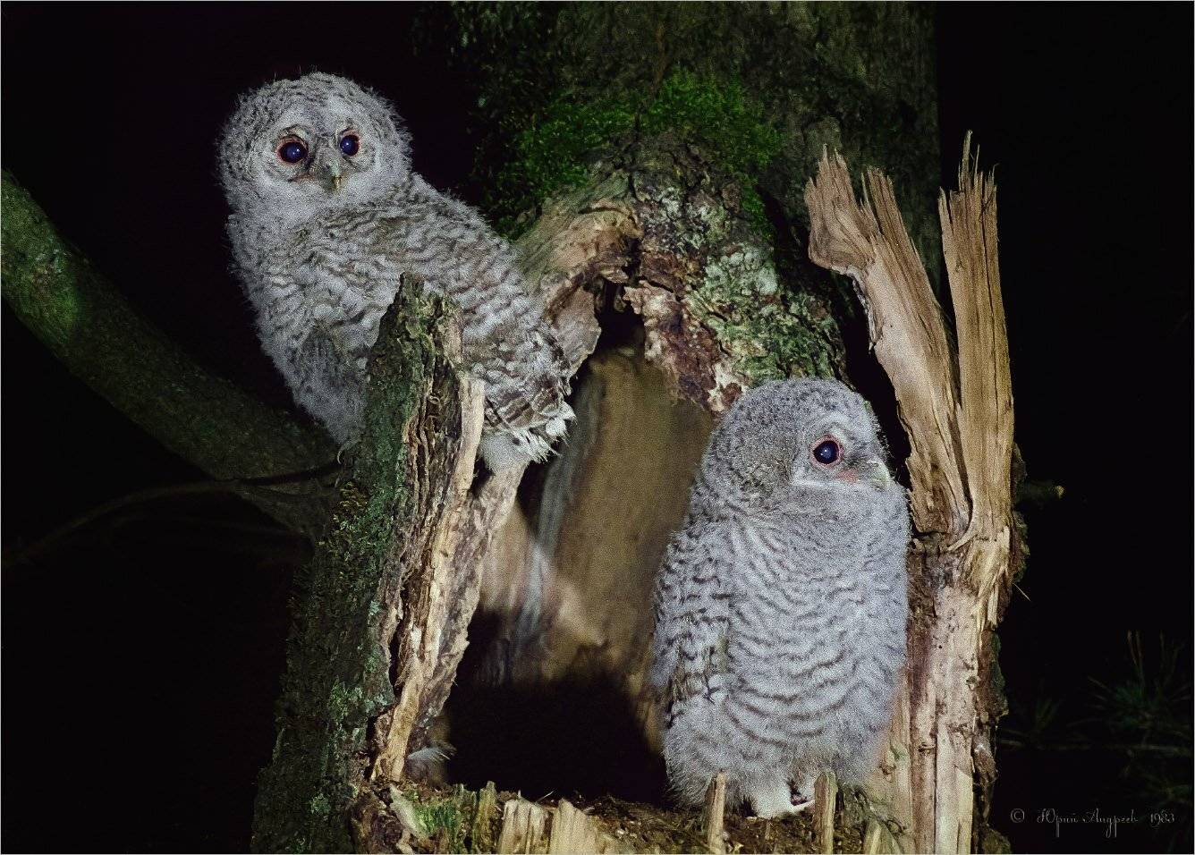 неясыть серая обыкновенная птенцы дупло ночь, Юрий Андреев