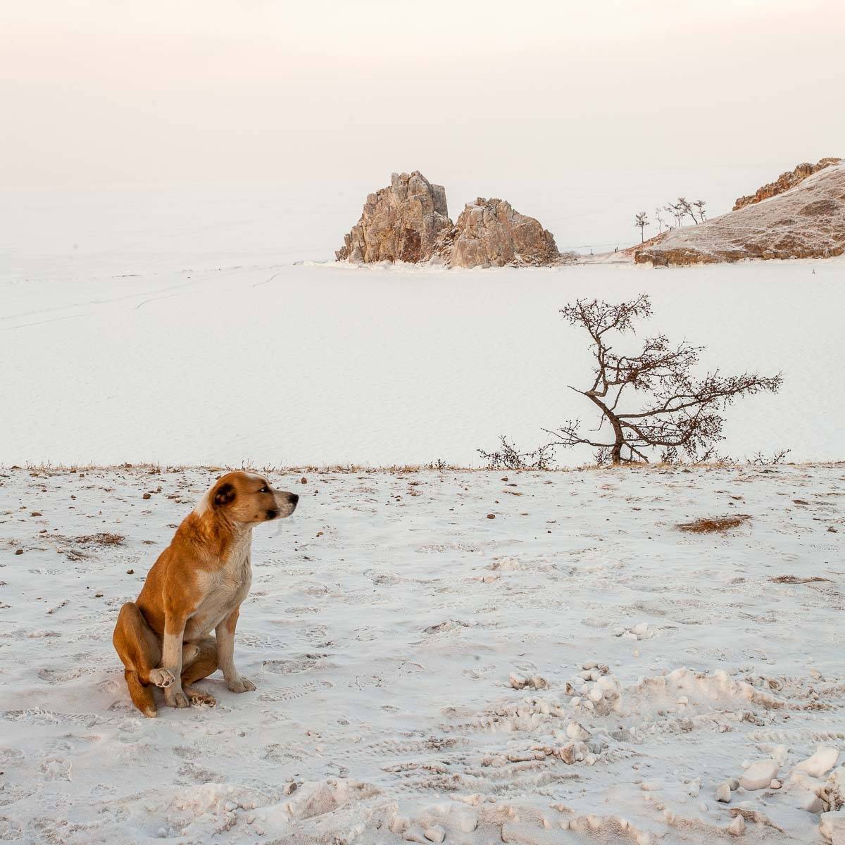 Байкал, зима, лед, Шаманка, Бурхан, собака, Сергей Козинцев
