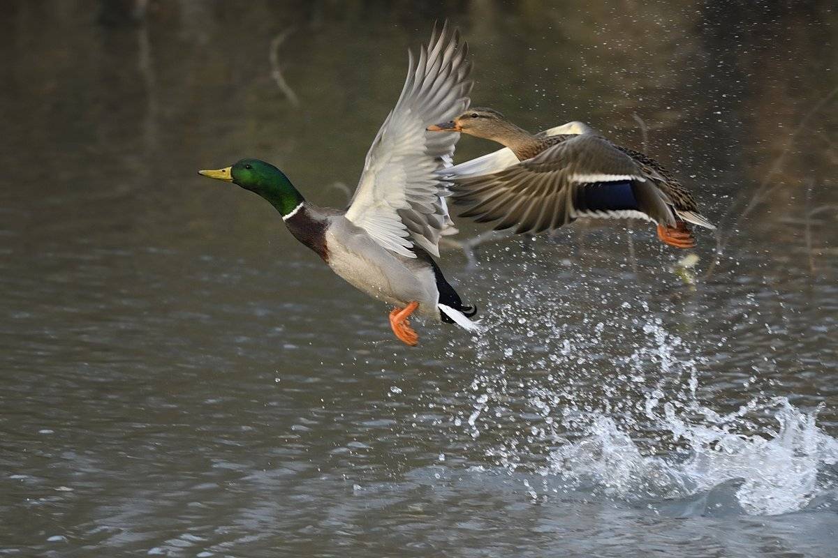 птицы birds, Jaroslav Mego