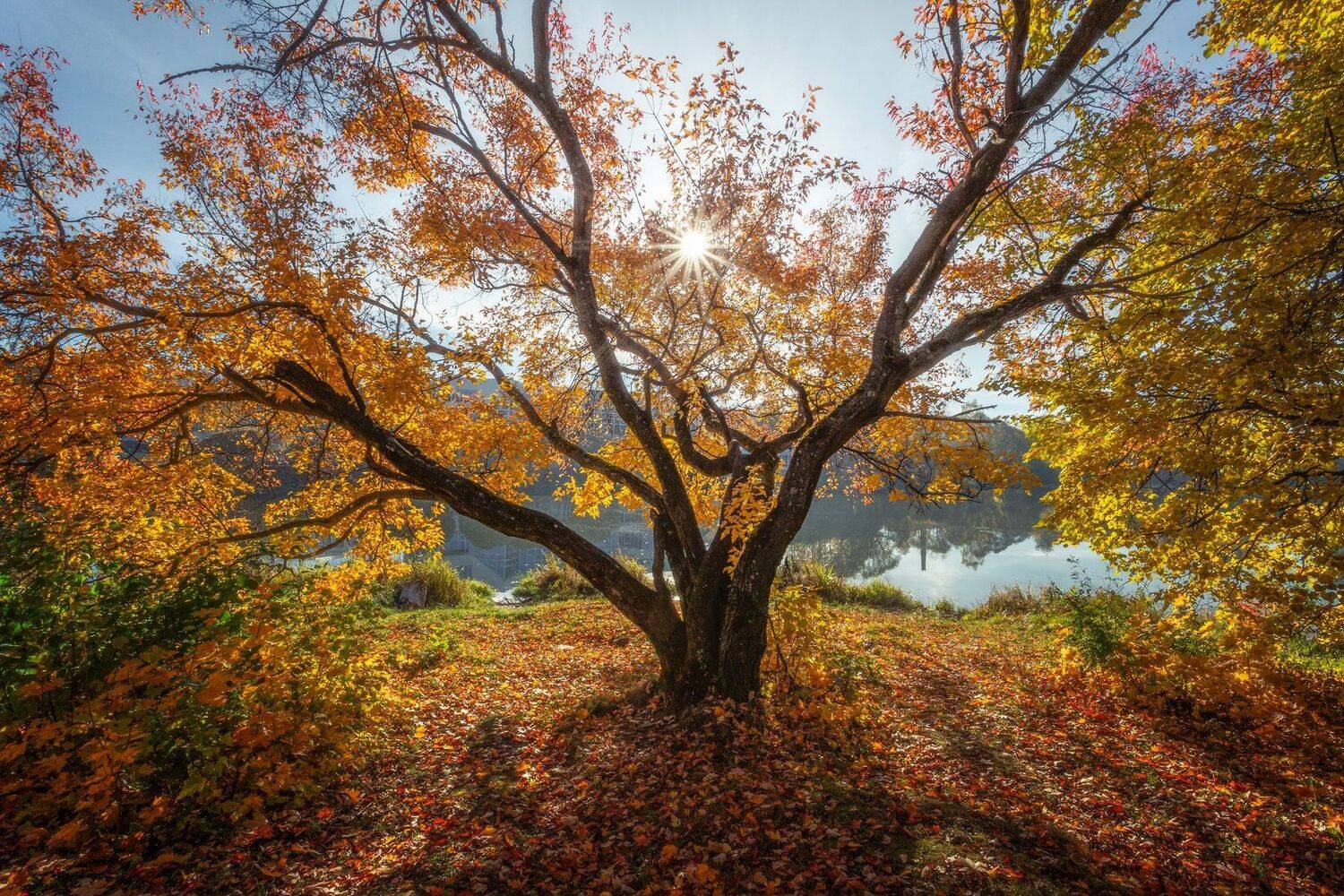 природа, пейзаж, осень, подольск, Мартыненко Дмитрий