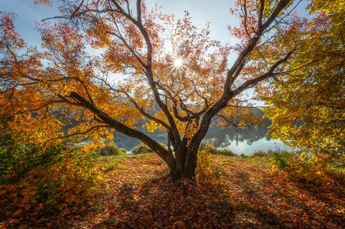 Солнечное дерево