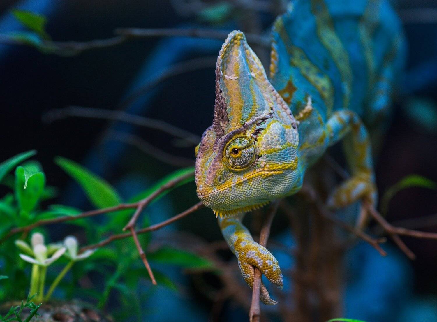 хамелеон, Олег Богданов