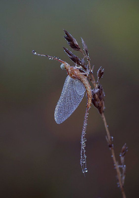 мокрый балет фото превью