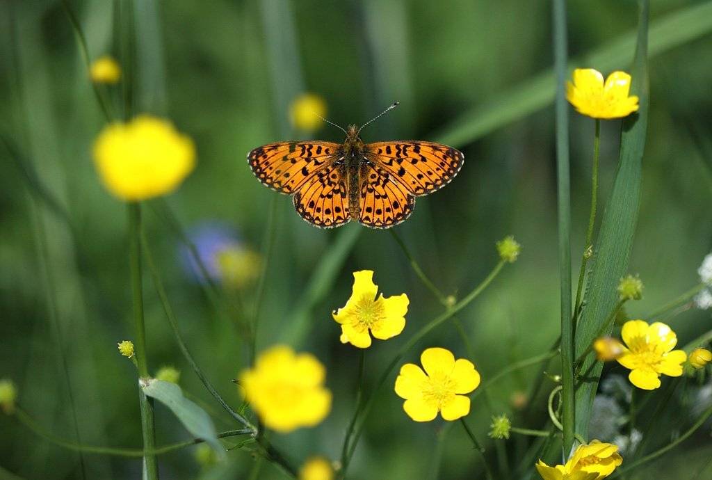 , Сергей Таланов