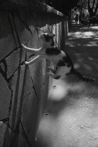 Левитация котЭ