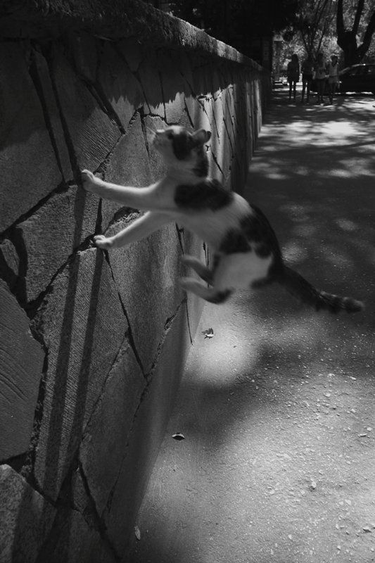 alex_belkin , аёша беукин, алексей белкин Левитация котЭ фото превью