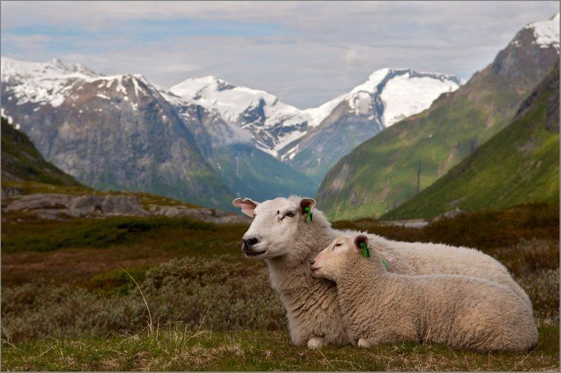 Пасторальная фото превью