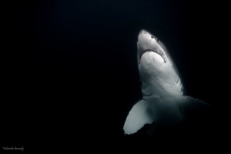 The last Shadow фото превью