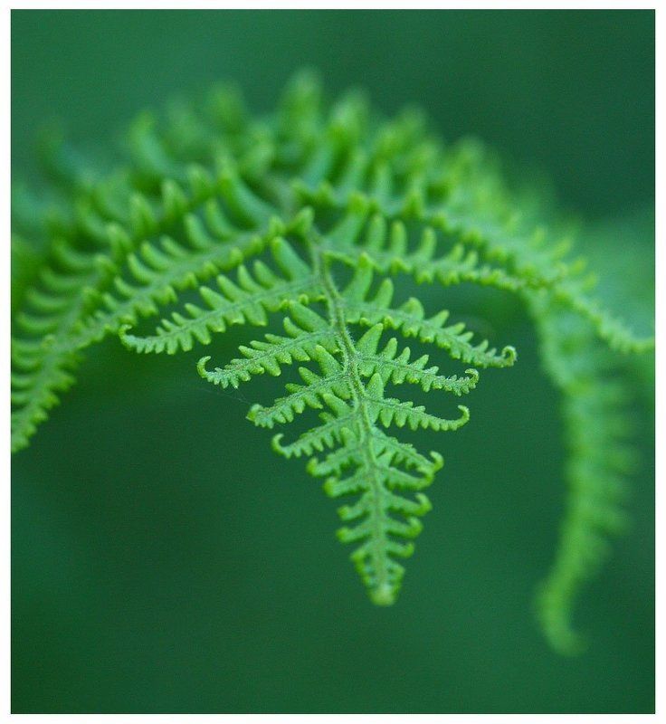 Зеленая форма IV фото превью