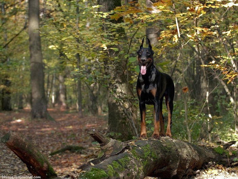 осенний Перец фото превью