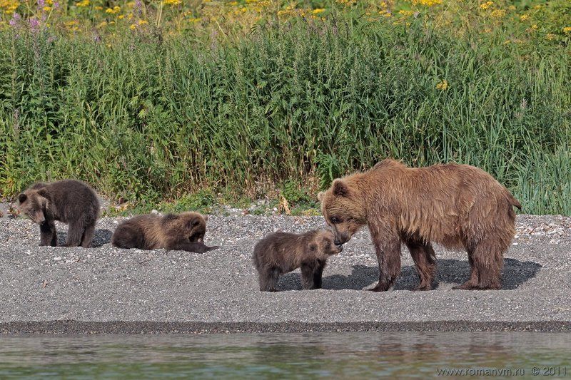 камчатка, медведь, озеро курильское Мамочка пришла. фото превью