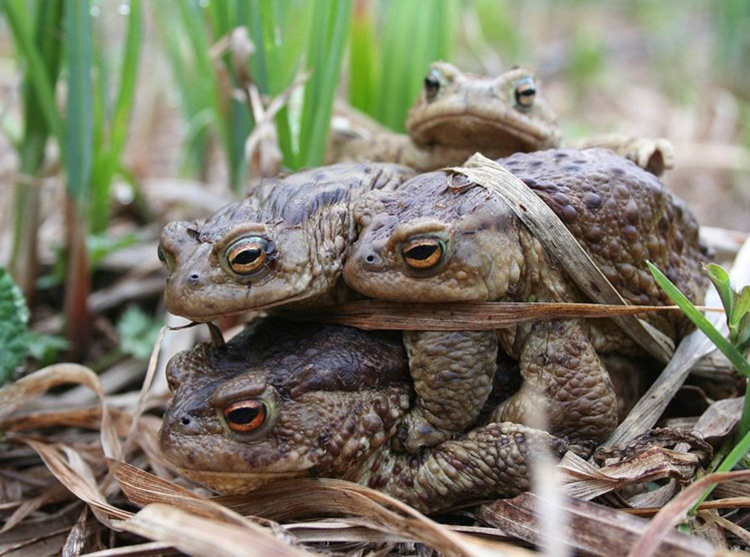 , Илья Долгов