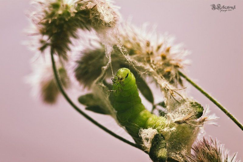 гусеница, бабочка, метаморфоза,кокон, паутина Рождение Бони фото превью