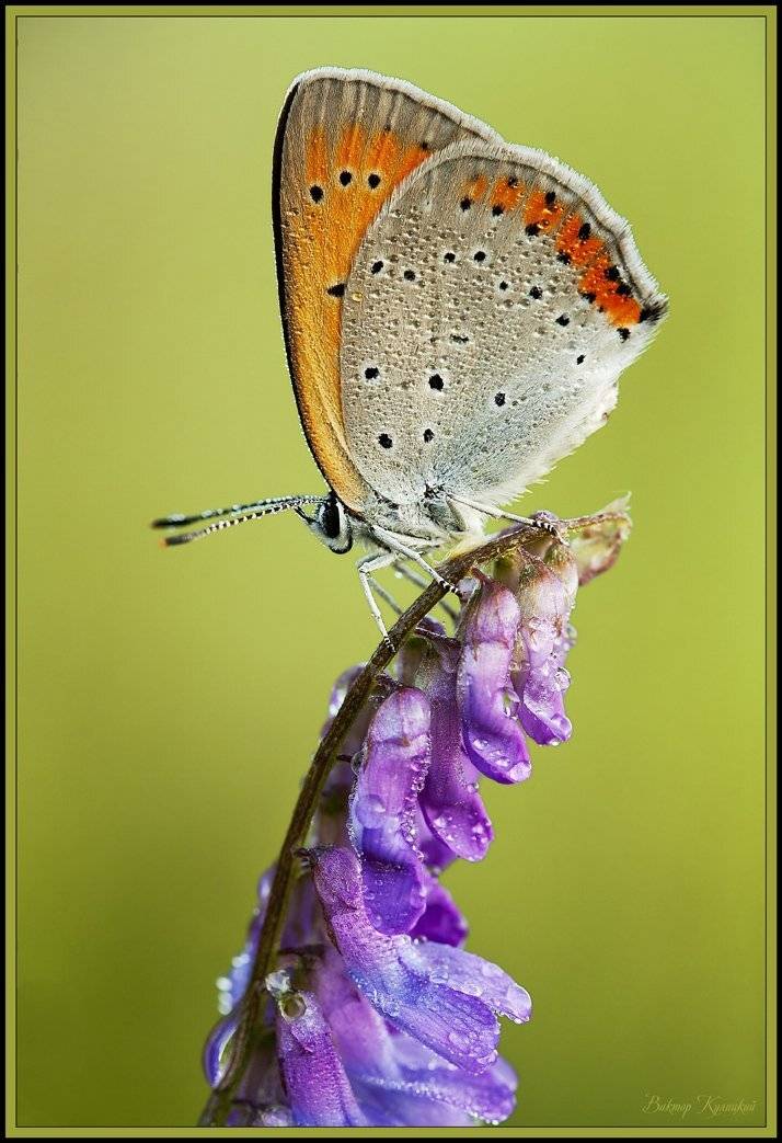 червонец, Виктор Кулицкий