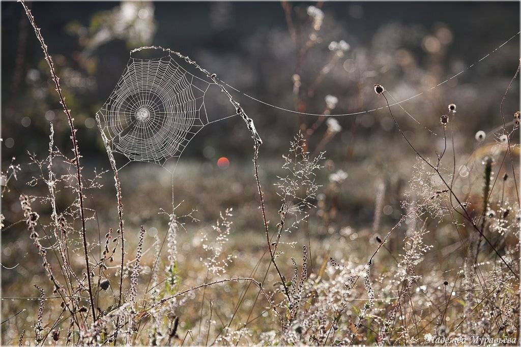 роса, паутина, рассвет, Надежда Муравьёва