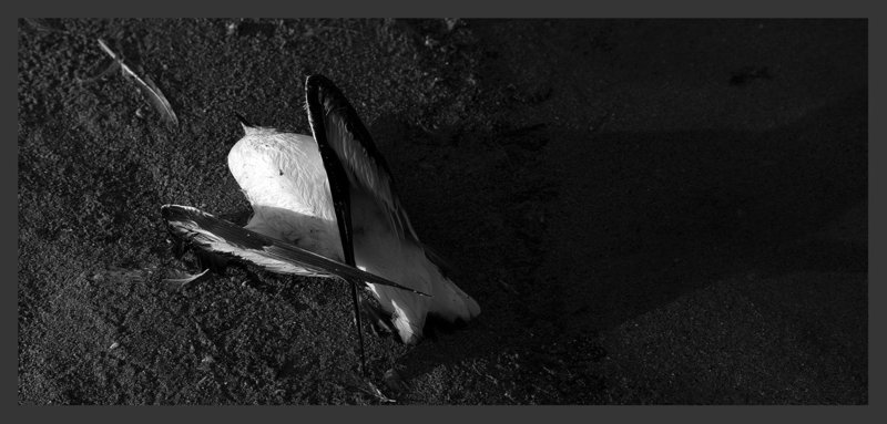 X фото превью