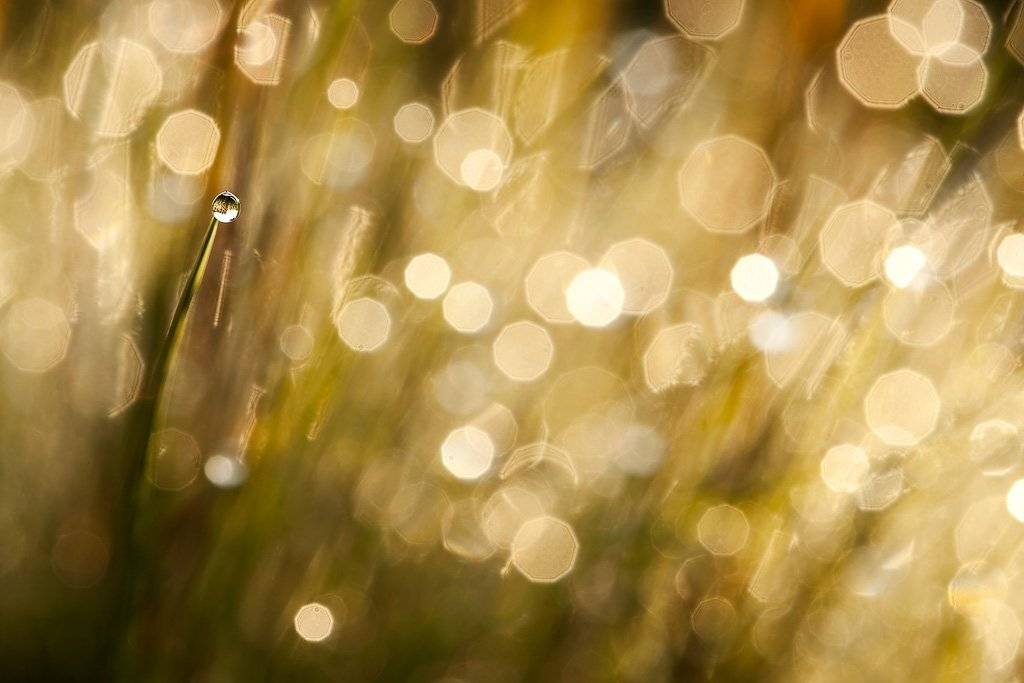 капля, роса, Юлия