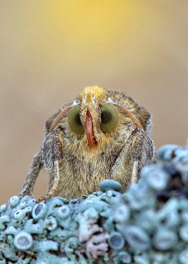 , Сергей Таланов