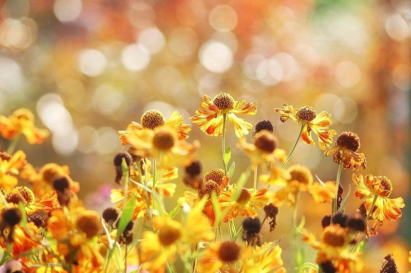 цветы, природа, зарисовка, осень Бабочки.... фото превью