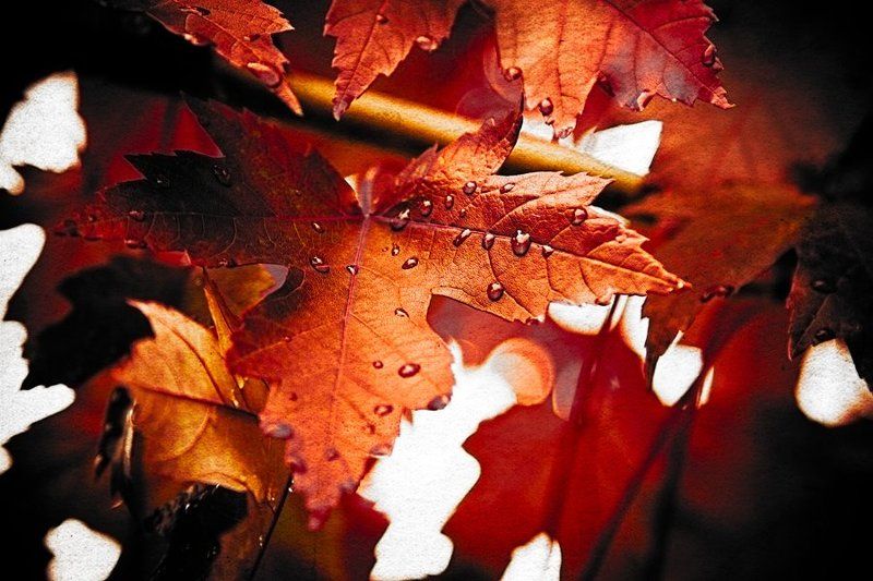 Tears of the Fall фото превью