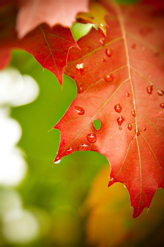 leaf, red, green, fall, raindrops Red & Green фото превью