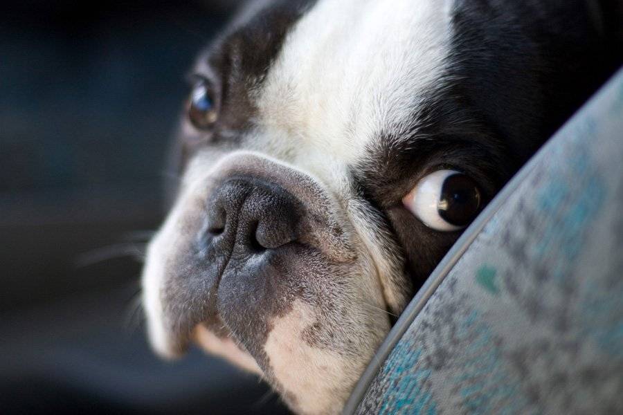 , Дмитрий Тараторкин