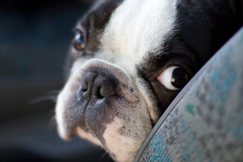 портрет фото превью