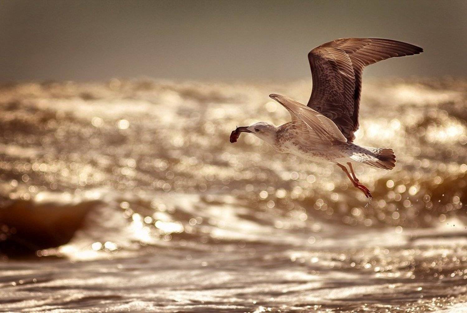 , Кирилл Шибут