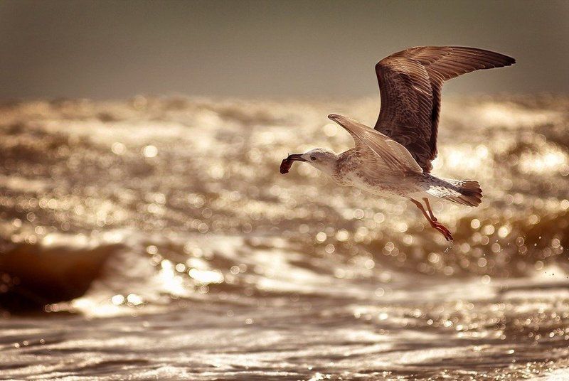 s e a фото превью