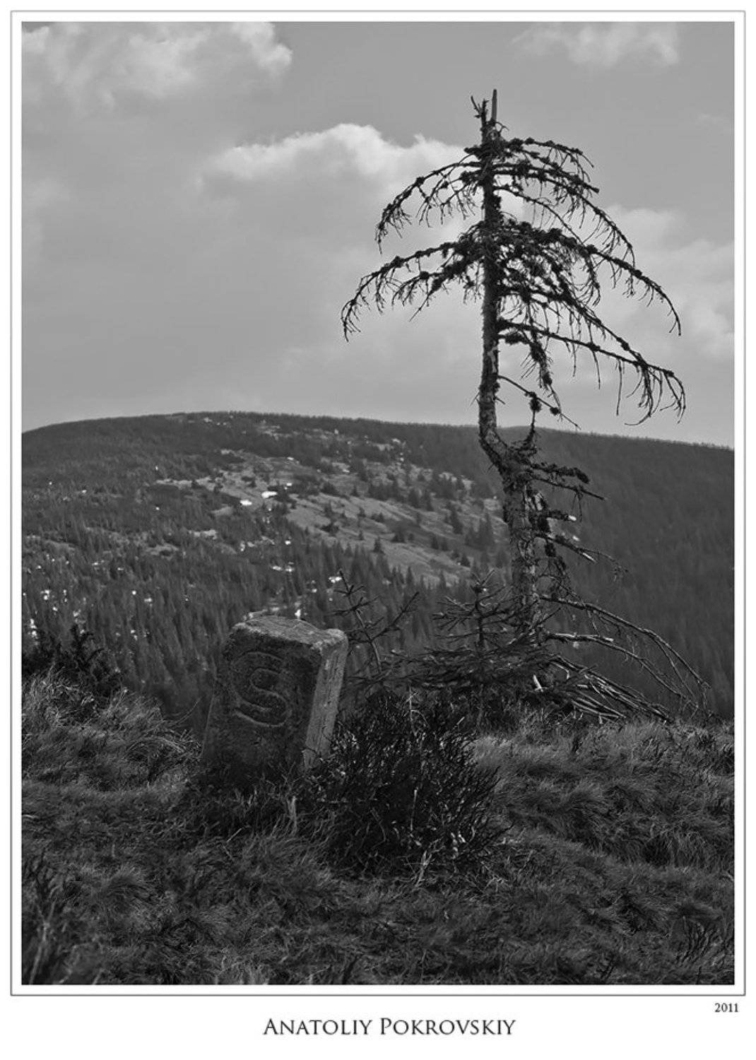 анатолий покровский, карпаты, горы, дерево, ель, знак, символ, граница, пограничный знак, Анатолий Покровский