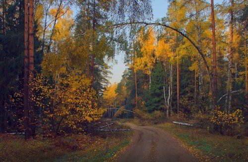 И пришла осень.