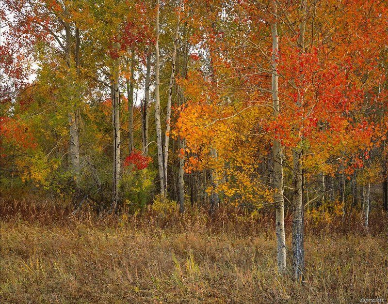 Из кентского фотоальбома. фото превью