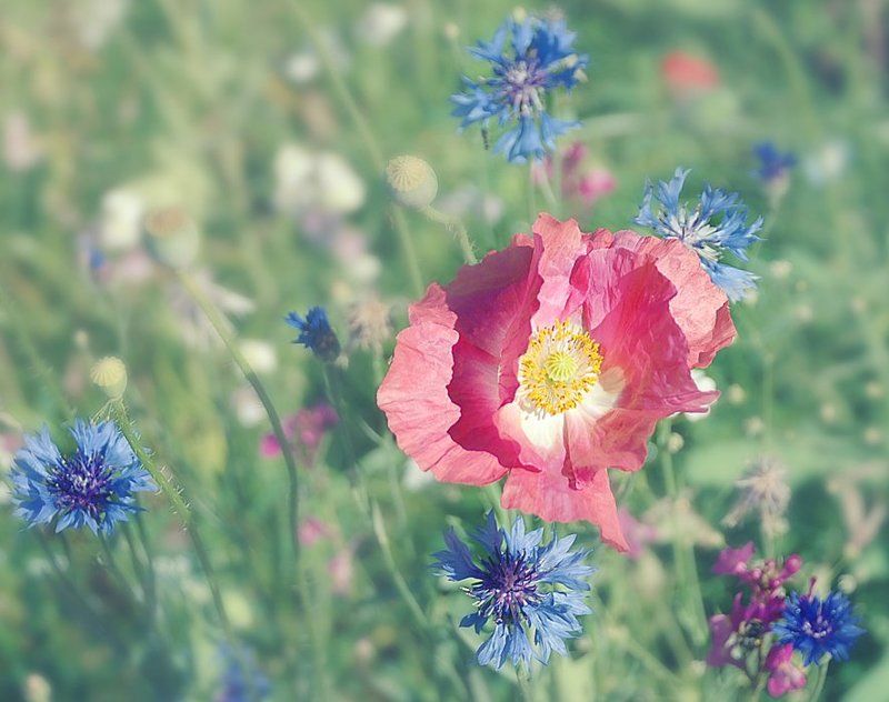 цветы *** фото превью