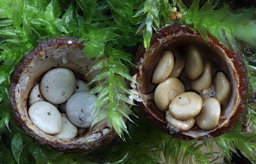 Лесная кухня гномов