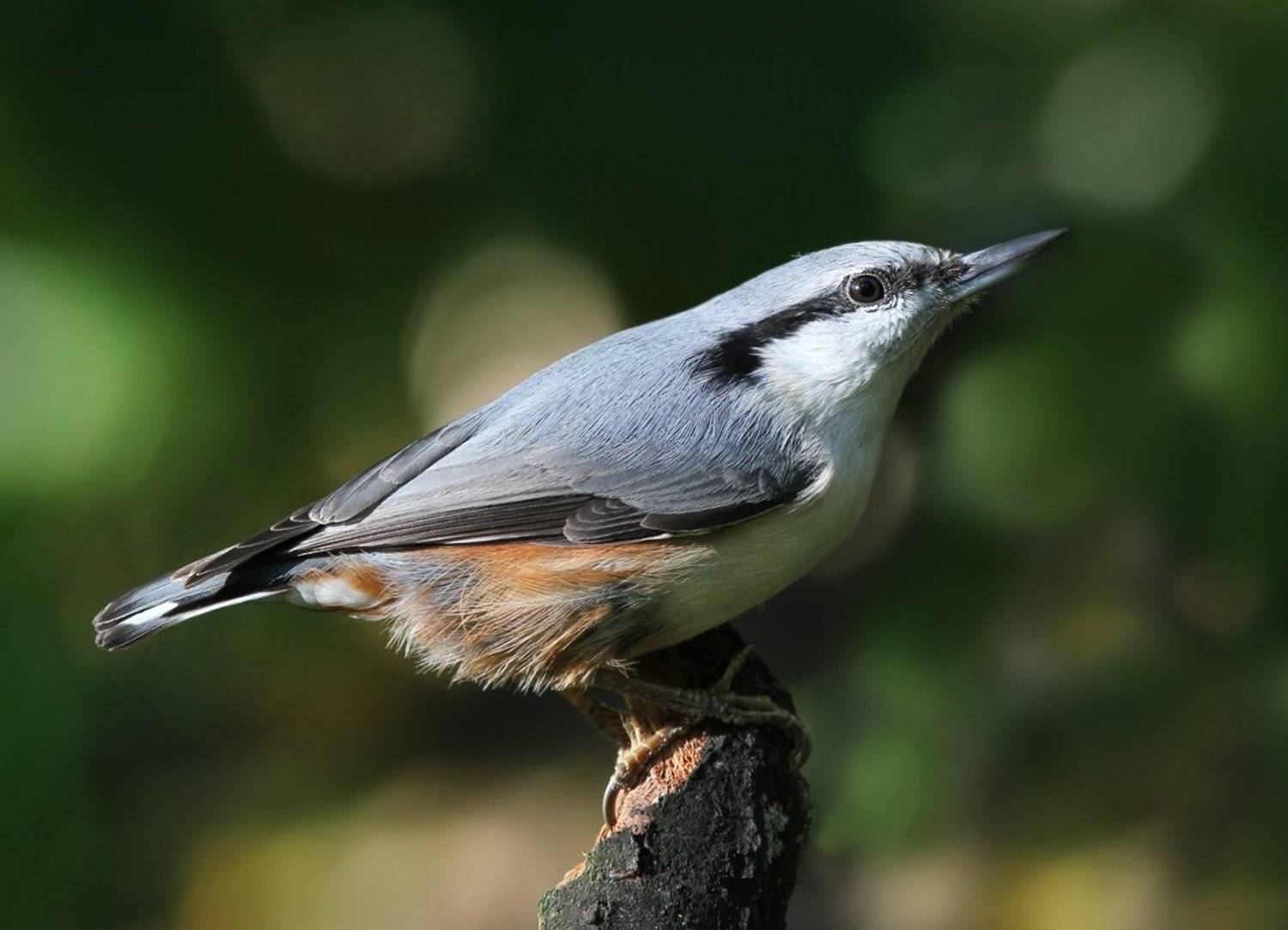 , Зоя Лаптева