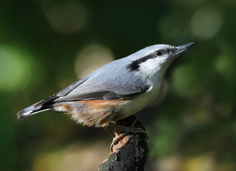 Поползушка. фото превью