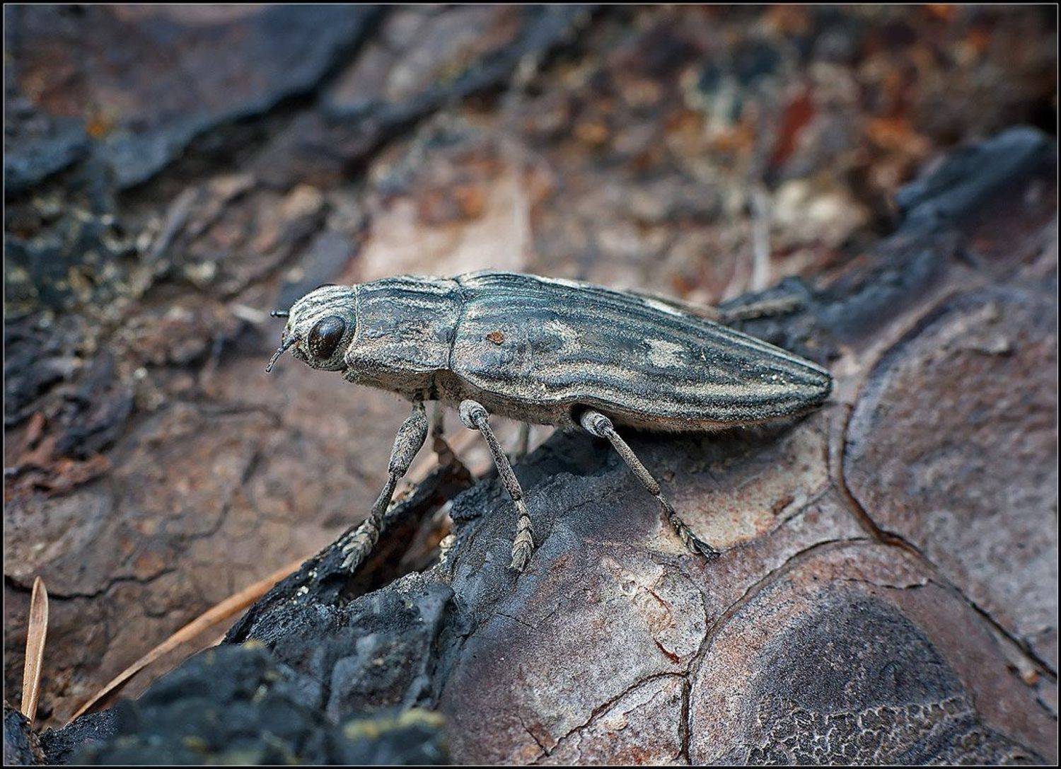 , Евгений Кирилкин.