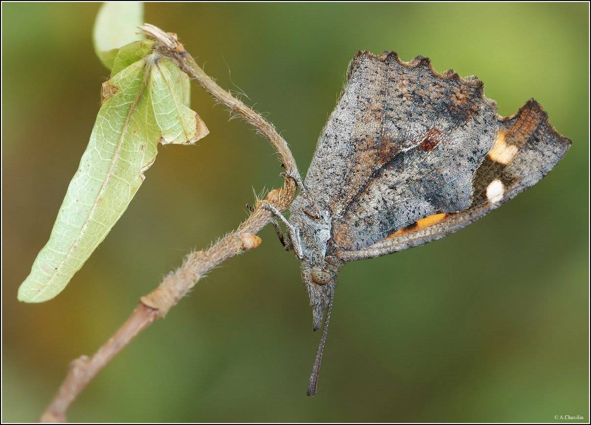 бабочка,носатка, Александр Чувилин