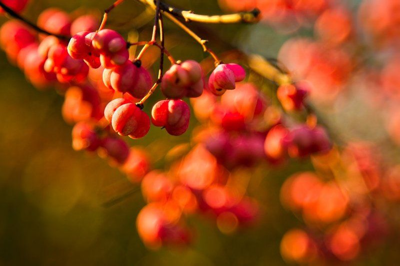 plant, red, sunset, bokeh, autumn Iteration фото превью