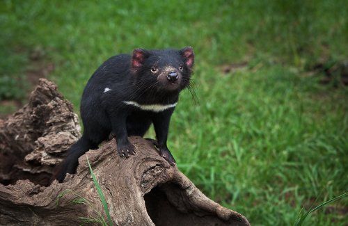 В гости к тасманийскому дьяволу
