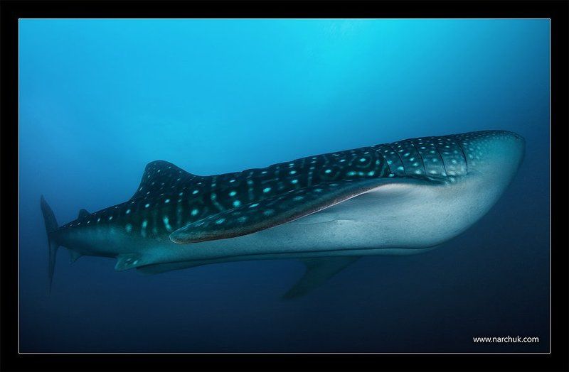 SUB фото превью