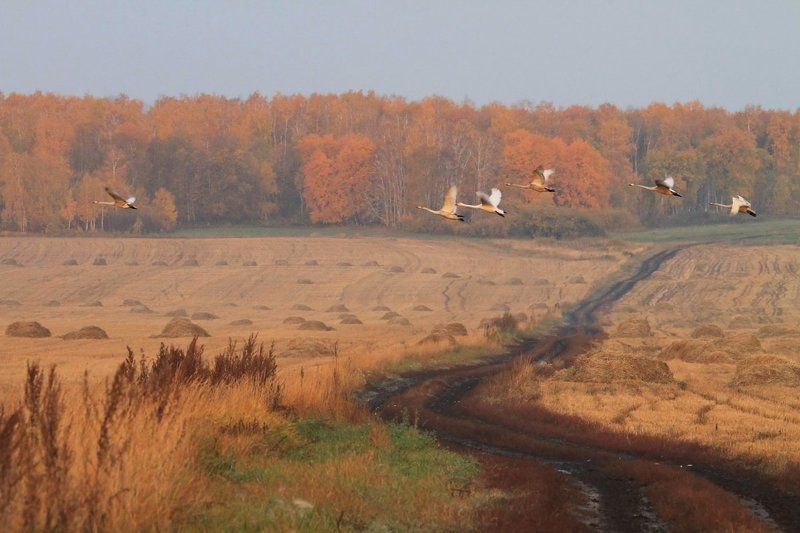 Краски осени фото превью